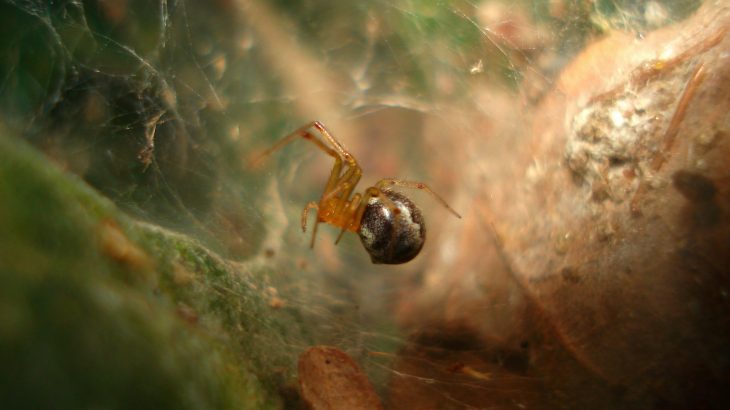 Extreme weather events may drive evolutionary changes in spiders, according to a new study.