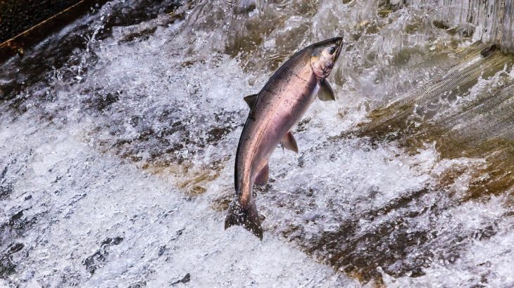 Dam removal on rivers in Washington would benefit declining salmon populations as well as orcas who eat them, but it might also threaten wheat farmers.