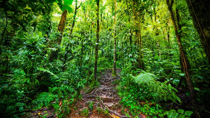 According to a new study, land vegetation has become much less productive over the past two decades due to a lack of water in the atmosphere.