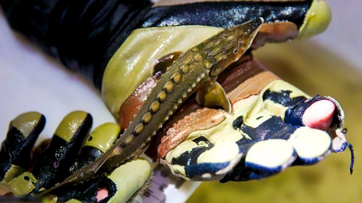 While salmon eggs need cold water for survival, the influx of colder temperatures can be detrimental to young green sturgeon in the river.