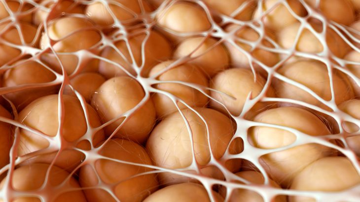 In a new study led by Rutgers University, scientists have discovered how brown fat may help protect against obesity and type 2 diabetes.