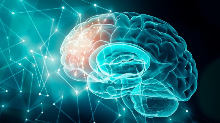 Experts at the Allen Institute for Brain Science have categorized brain cell types to produce the most detailed "parts list" of the human brain to date.