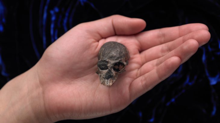 Researchers have concluded that the brain evolution of anthropoid primates was much more complex earlier on in history than previously realized.