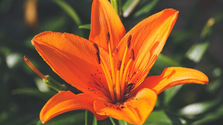 lily flower orange