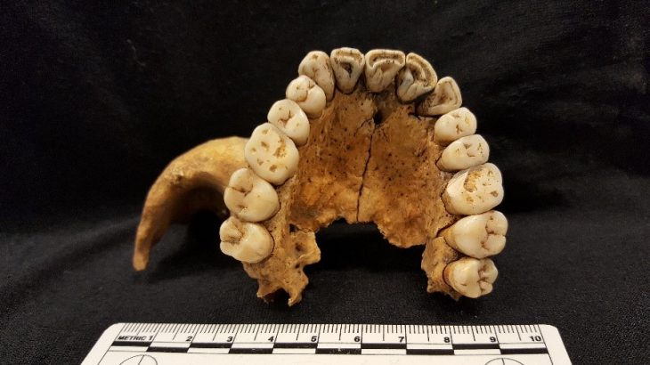 A new study from the National Museum of Denmark shows that migration patterns shifted during the southern Scandinavian Bronze Age.