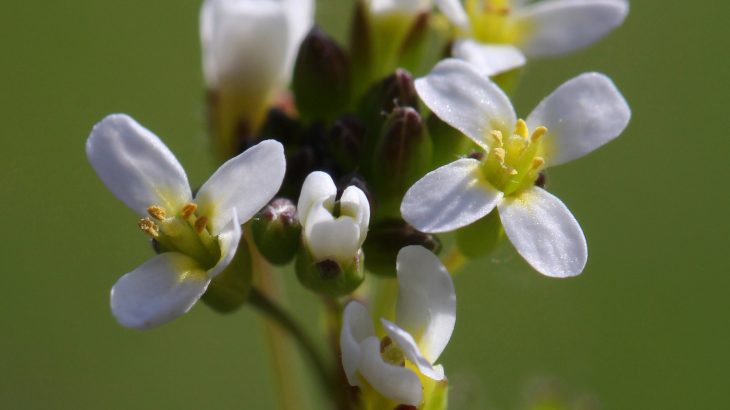 This catalog represents a major step forward in understanding plant biology and has important implications for the improved management of dangerous crop diseases.