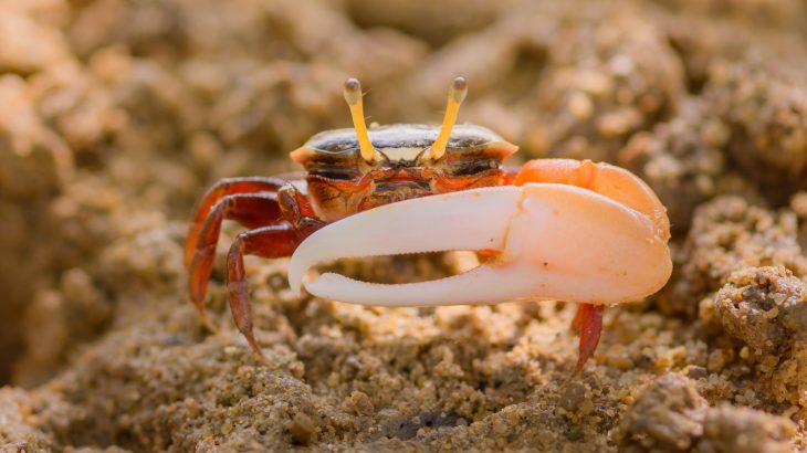 Fiddler crabs can separate light polarization and brightness