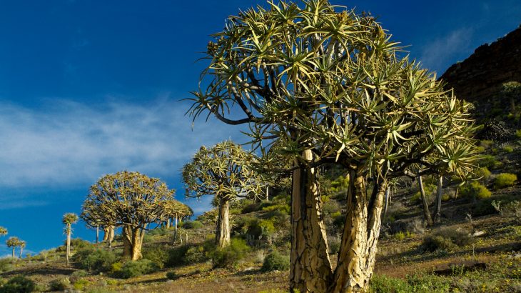 An international team of researchers is reporting that plants are vanishing at a shocking rate across three biodiversity hotspots in South Africa.