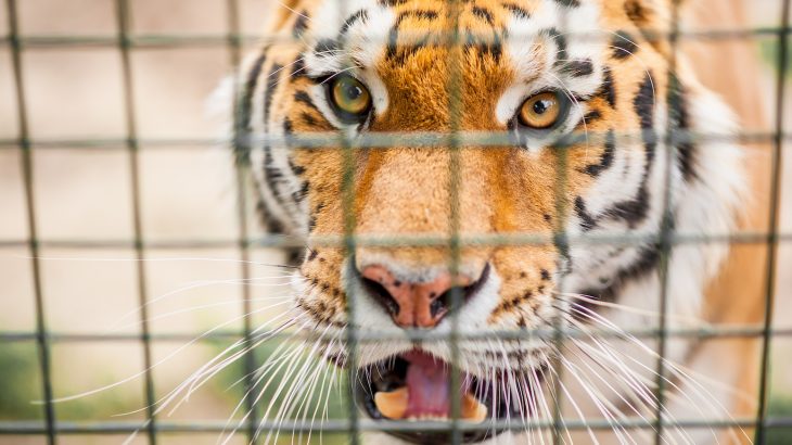 From 2000 to 2018, an estimated 2,359 tigers were killed and illegally trafficked worldwide, according to a new analysis.