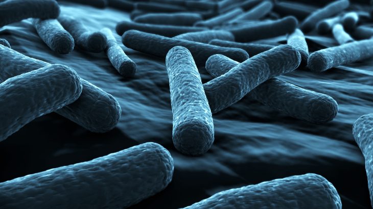 E. coli strains that are toxic to humans may be evolving to better thrive in the gut flora of cattle.