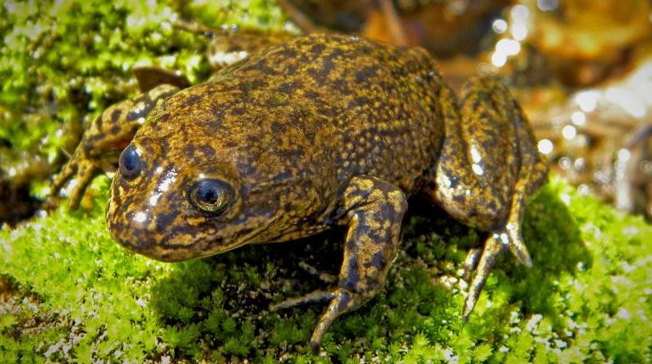 The Loa water frogs, 14 in total and what may very well be the last remaining of the species, were relocated to the National Zoo of Chile.