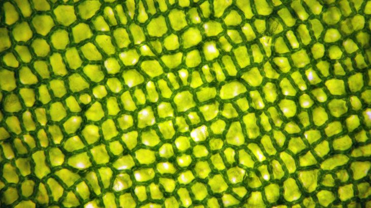 Over millions of years, plants and animals have evolved complex immune systems to protect from disease-causing pathogens.