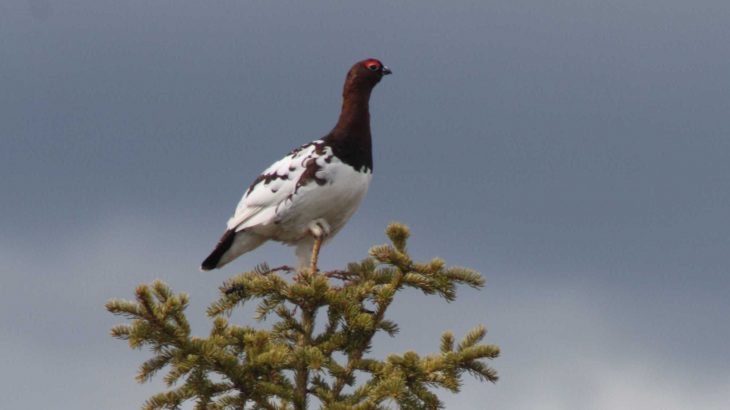 A new study comparing 2,062 birds completed by biologists at Washington University shows that birds tend to have larger or smaller brains relative to their body size.