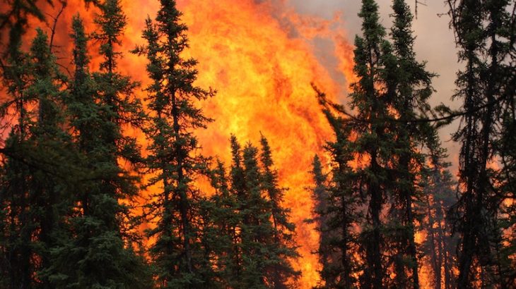 A team of researchers led by the Berkeley Lab has determined that the combination of climate change and increased wildfires could permanently change the composition of forests in Alaska.