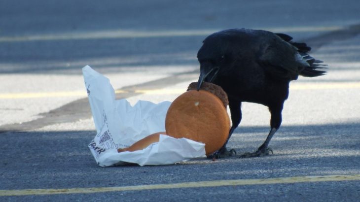 Junk food raises crow cholesterol, too. Crows living in urban environments with access to discarded human food have higher blood cholesterol levels than their rural cousins.