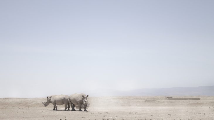 Scientists were successful in harvesting eggs from the last two northern white rhinos in the world.