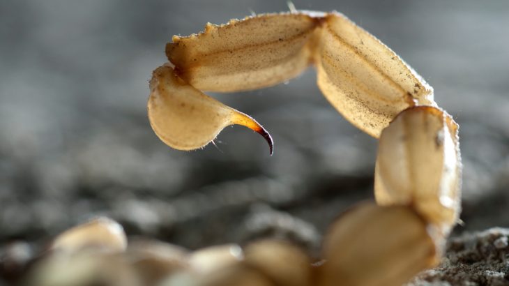 Scorpion toxin could offer clues for treating chronic pain and inflammation.