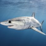 A record number of countries signed on to protections for mako sharks under CITES, but the United States was not one of them.
