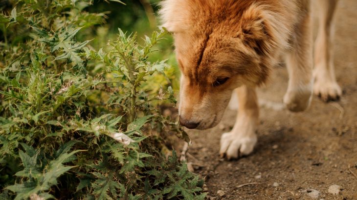 A new crew of detection dogs are helping weed out invasive Scotch broom plants in New York state parks.