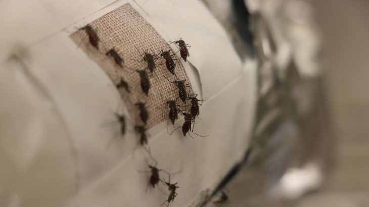 Clothing lined with graphene, an ultra-thin nanomaterial comprised of carbon atoms arranged in a lattice configuration, could help prevent mosquito bites.