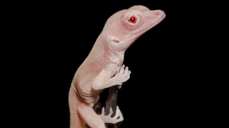 Small albino lizards have successfully become the first reptiles that were gene-edited with CRISPR-Cas9 technology.