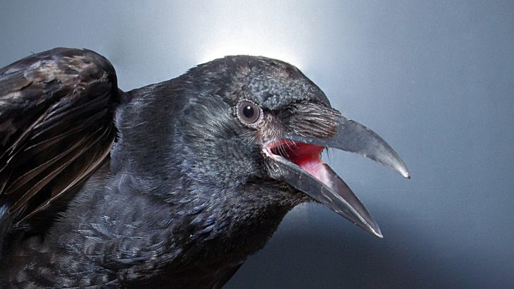 A new study has revealed that crows have control over the onset and release of their vocalizations.