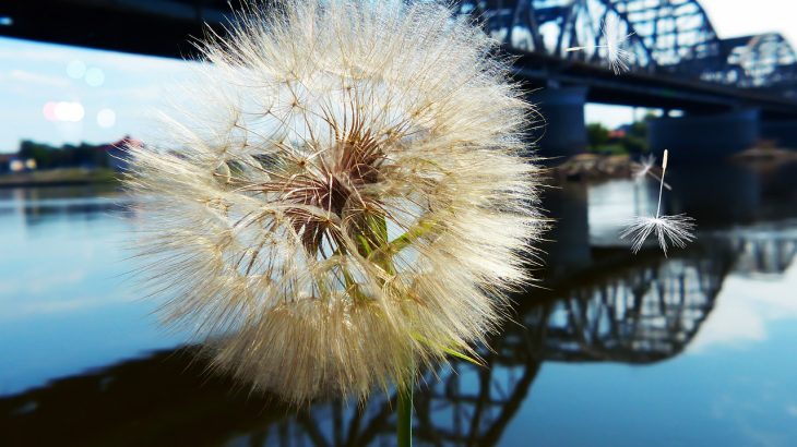 foraging, dandelion