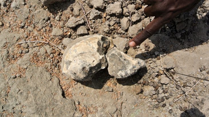 Researchers have been studying a remarkably complete 3.8-million-year-old cranium belonging to a hominin species known as Australopithecus anamensis.