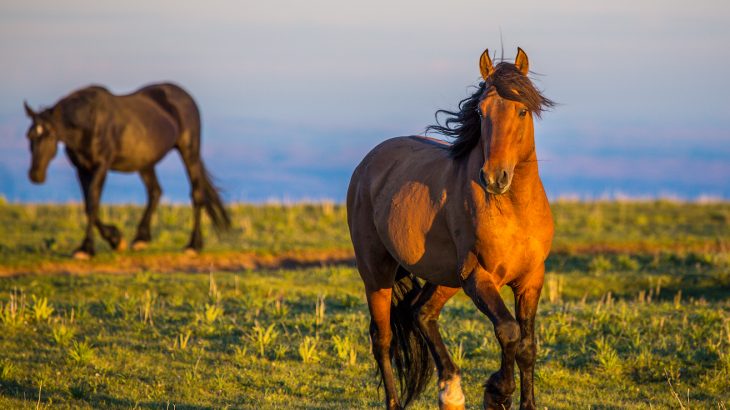The plan calls for removing wild horses from rangeland to “more cost-effective pasture facilities” and fertility control for up to 90% of free range mares.