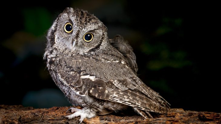 Researchers have used mathematical modelling to explain how the structure of chromatin in cells of some animals’ eyes shifts from diurnal to nocturnal after birth.