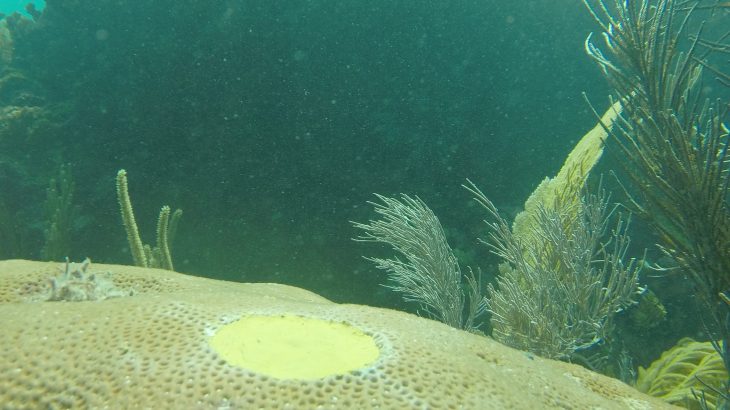 Nearshore coral growth rates are slowing down due to rising ocean temperatures, a new study has found.