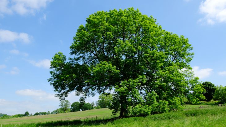 Professor Matthew Evans from the University of Hong Kong created a computer model to estimate how ash dieback (ADB) disease may affect the UK's 125 million ash trees.
