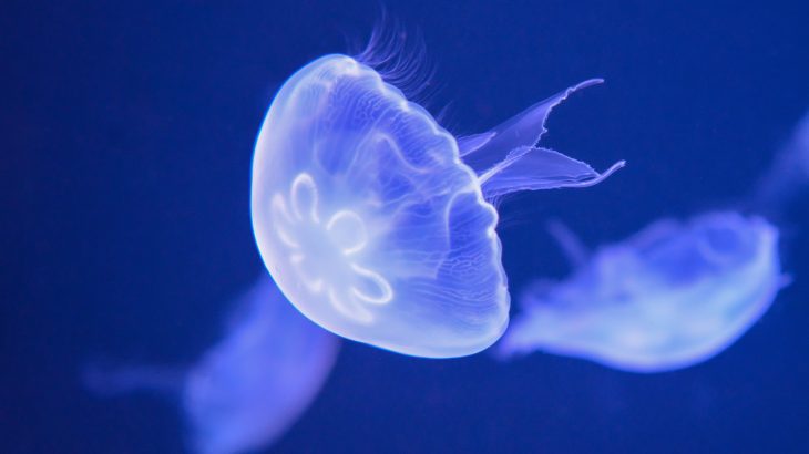 Researchers from Harvard University and the City University of New York have developed a new kind of ‘gripper’ that can gently capture and release jellyfish.