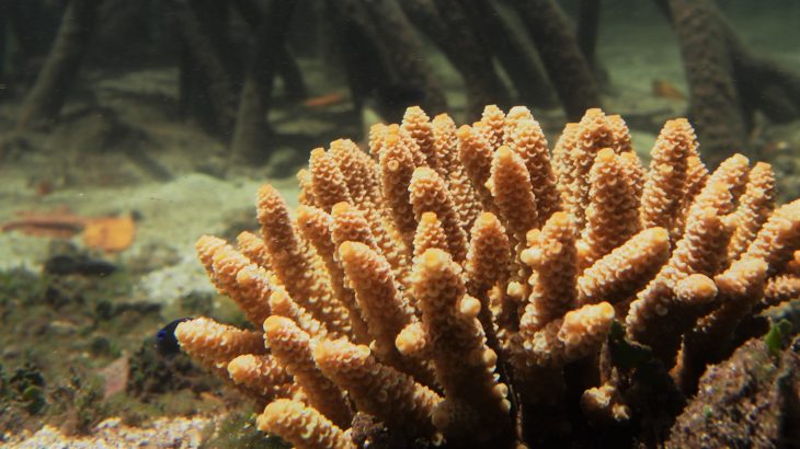 Corals have been documented growing in extreme environments in mangrove lagoons along the Great Barrier Reef for the first time.
