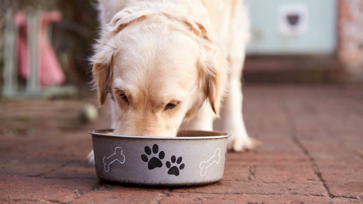 The findings of a new study suggest that insect protein may offer better health benefits for animals compared to traditional pet food that is made from beef or chicken.