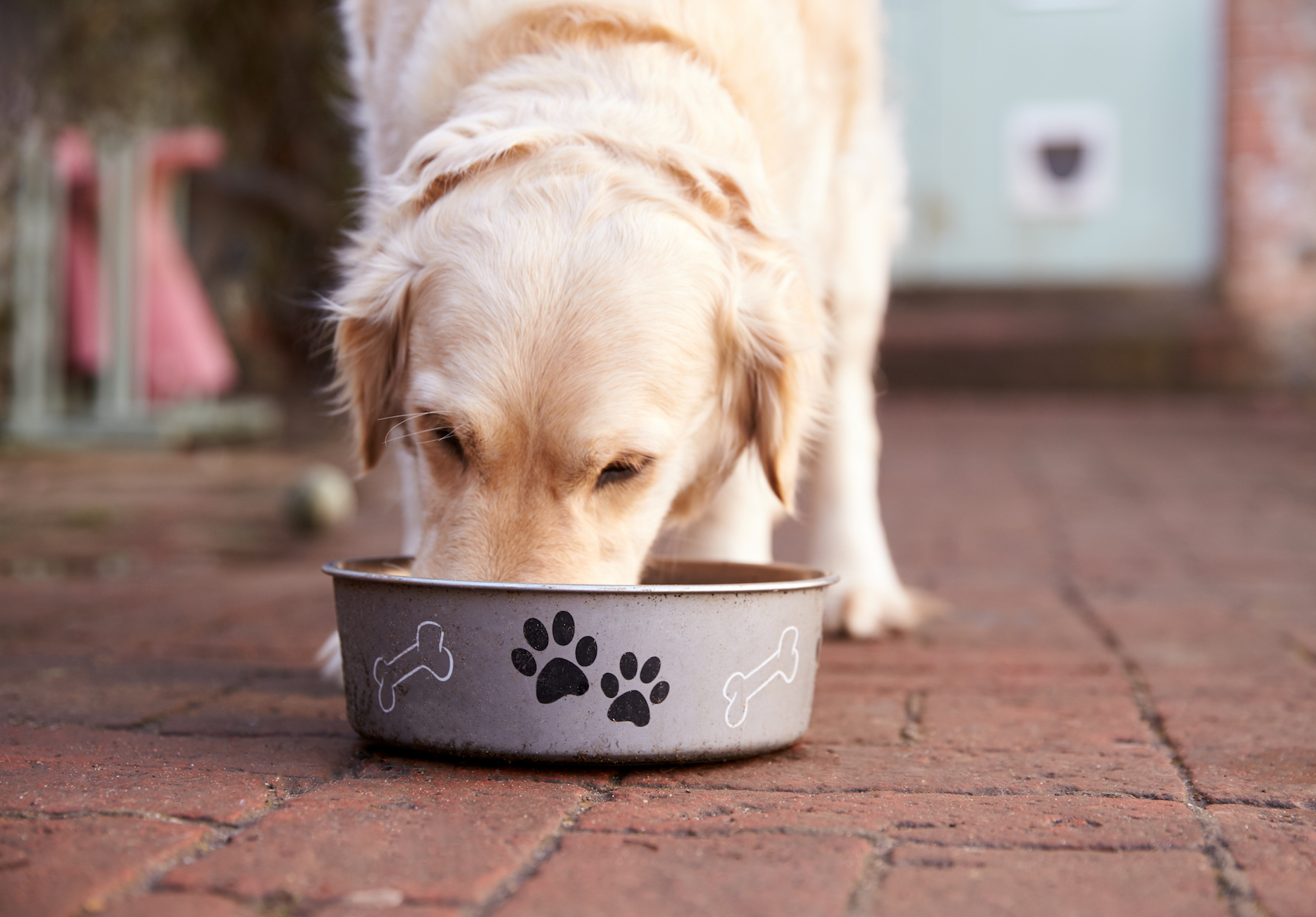 Insectbased pet foods have many health and environmental benefits