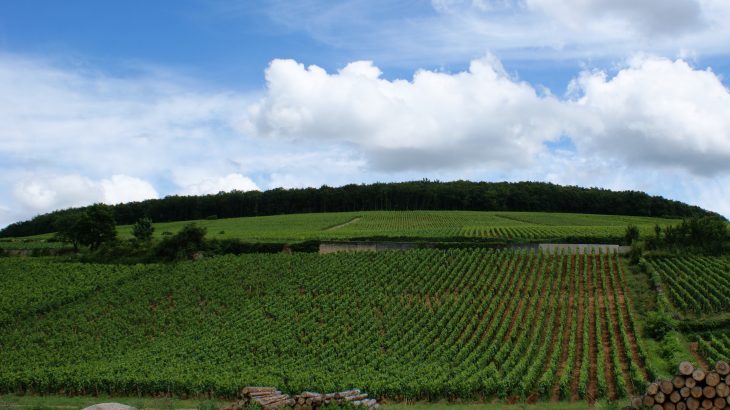 Documentation of wine grapes over 664 years has produced evidence which confirms how unusually warm the climate has been in the last three decades.