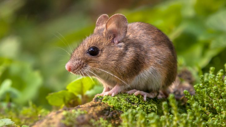 These fossils are the first physical evidence that the first dispersal of mice from Asia to Africa took place via the Levant.