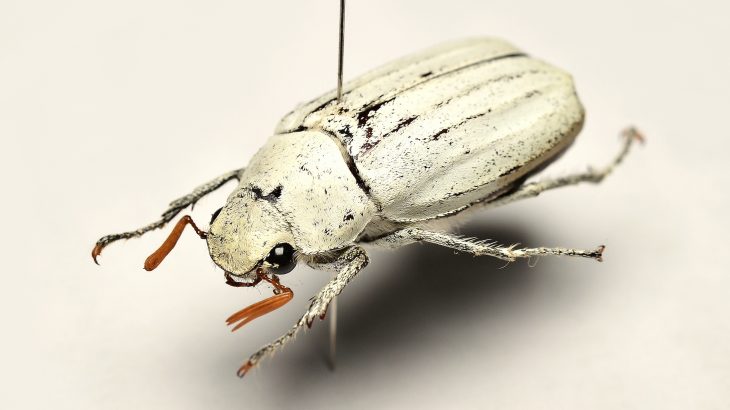 Scientists have discovered the potential to make white sustainable paint using recycled plastic waste by mimicking the structure of the Cyphochilus beetle's scales.