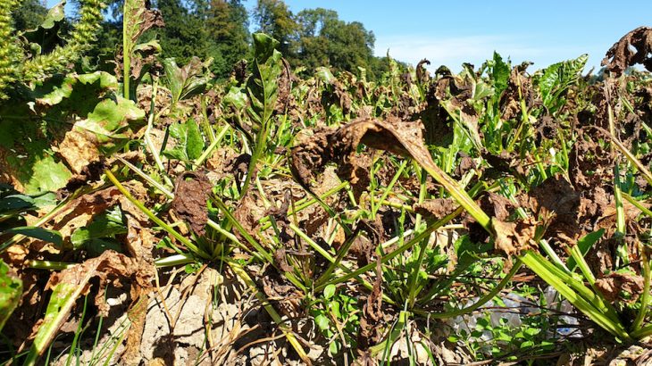 The symptoms of climate change, such as rising temperatures and extreme weather events, are sabotaging the land and crops that feed the world.