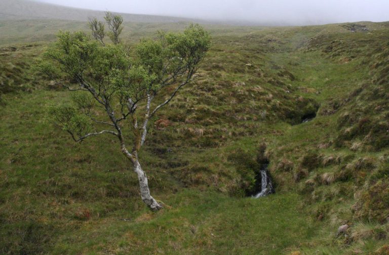 Trees in Iceland, or Lack Thereof Earthpedia