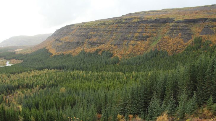 forest iceland reforestation