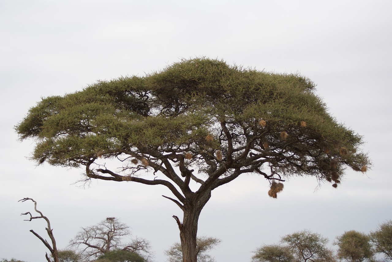 7 of the Coolest Savanna Plants - Earthpedia - Earth.com