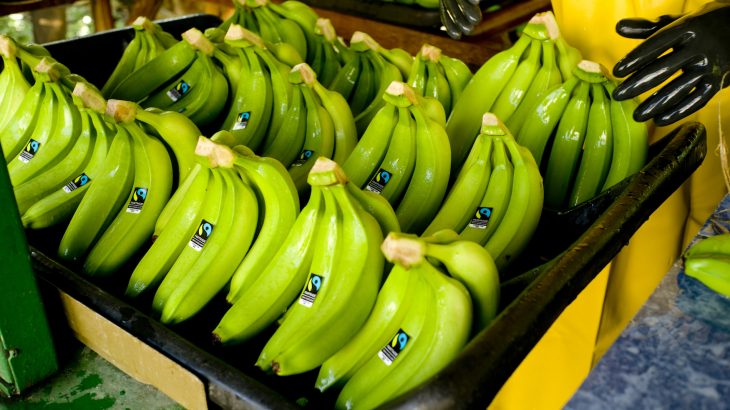 A new study has investigated the extent to which climate change is impacting the cultivation of bananas in some major exporting countries.
