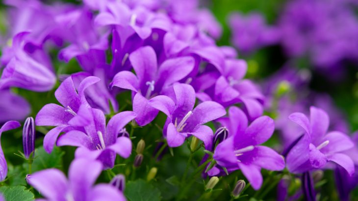 The American bellflower is helping biologists understand how plants and animals adapt to new environments due to climate change.