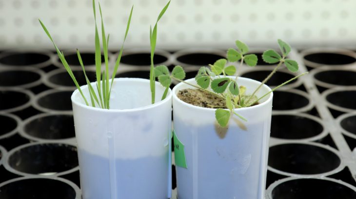 Researchers have figured out the function of a pair of genes in plants that could aid farmers in phosphate capture and reduce fertilizer pollution in waterways.