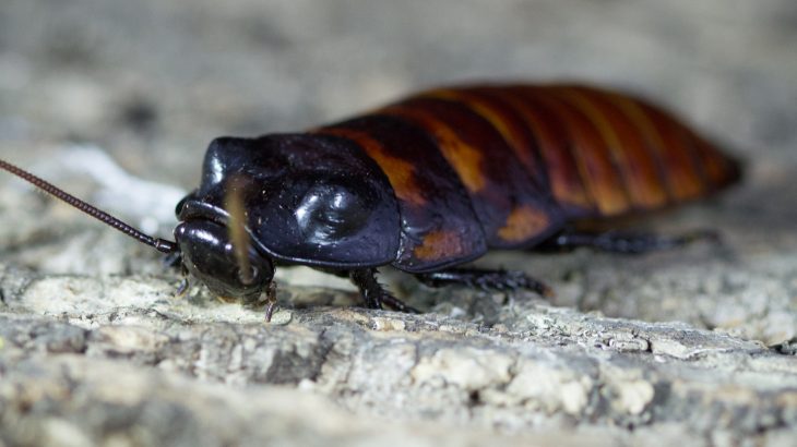 The enormous hissing cockroach is frequently used as an onscreen substitute for the more-skittery American and German species that infest our homes.