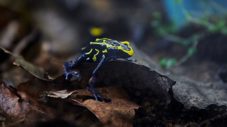 In French Guiana, Dyeing poison frogs ward off predators with their bold yellow stripes.