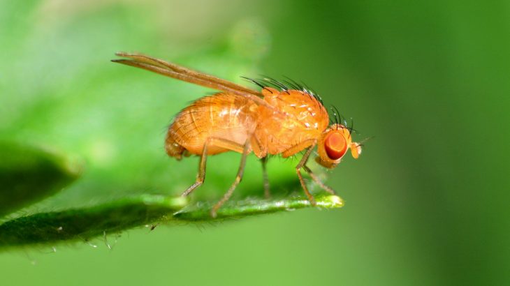 The diverse diet of the fruit fly is tied to the fly's flexible response to carbohydrates, which provides new insight into how the human diet evolved.