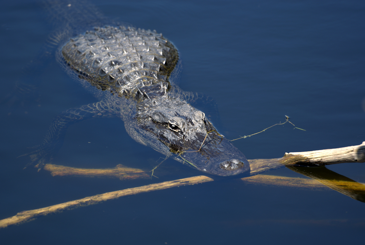 It’s not just primates other animals also use tools in surprising